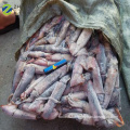 sea frozen equatorial squid whole round factory supplier